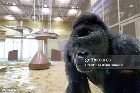 Shabani (Gorilla) Photos and Premium High Res Pictures - Getty Images