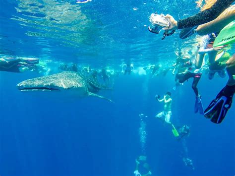 Swimming With Whale Sharks in the Maldives - Adventure Travel Family