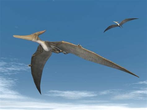 Pteranodon Dinosaurs Flying 3d Render — Stock Photo © Elenarts 42343487