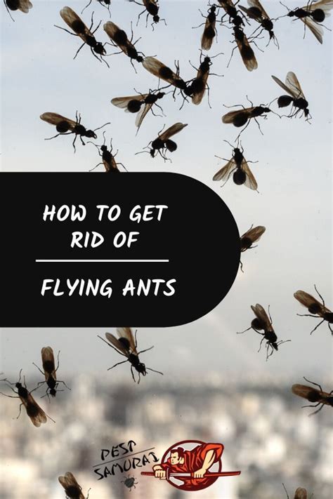 How To Get Rid Of Flying Ants A Complete Guide Flying Ants Flying