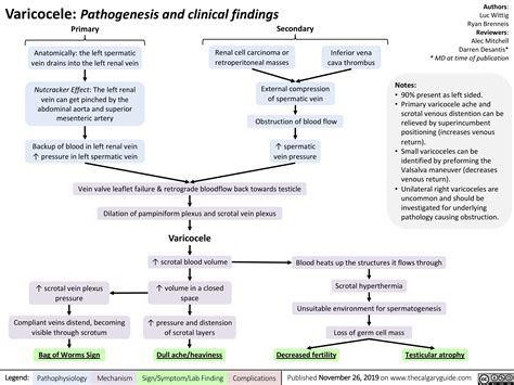 Varicocele Pathogenesis And Clinical Findings Calgary Guide