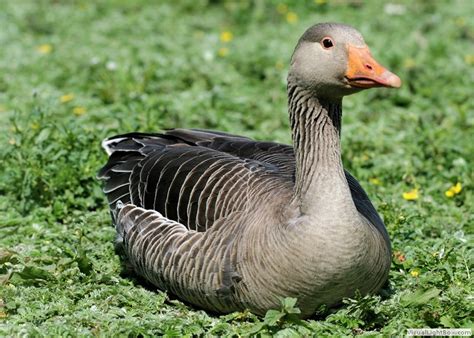 Types of Geese Species, Identify Goose - Wildfowl Photography.