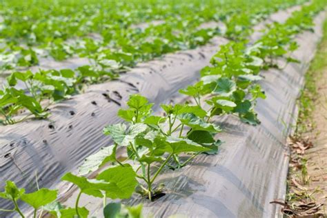 Cucumber Soil preparation, Soil, and Climate requirements, and Seeding requirements - Wikifarmer