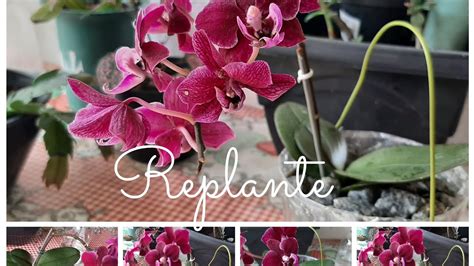 Como Fazer Replante Da Phalaenopsis Na Semi Hidroponia Na Garrafa Pet E