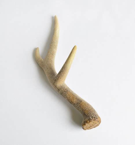 Antler 1 Welcome To Our Photo Gallery Flickr