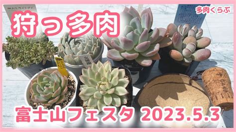 【多肉植物】多肉イベント・富士山フェスタ202353で多肉狩り Youtube