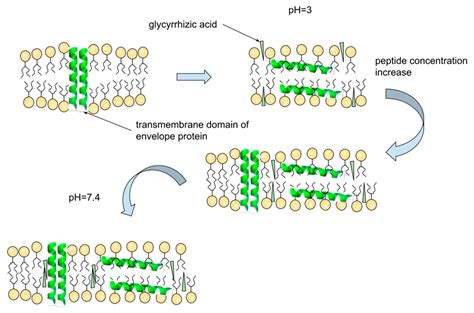 Membranes Free Full Text The Interaction Of The Transmembrane