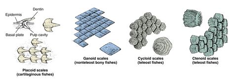 Different Types Of Fish Scales