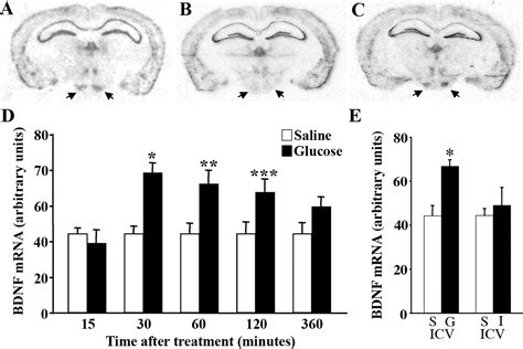 Selective Deletion Of Bdnf In The Ventromedial And Dorsomedial