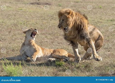 Male Lion Pouncing On Prey