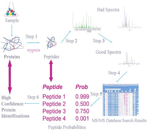 Proteomics Approach Implemented In This Study For Details See