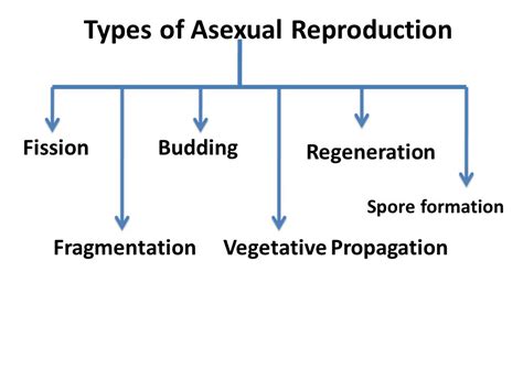 Which Are The Different Types Of Asexual Reproduction Methods Write One Example For Each at Leah ...