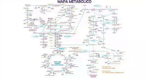 Mapa Rutas Metabolicas By Valeria Ayala On Prezi Next Off