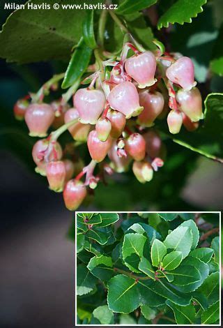 Arbutus Unedo Var Rotundifolia Havlis Cz