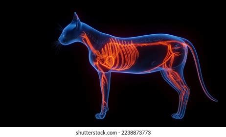 D Rendered Medical Illustration Cat Anatomy Stock Illustration