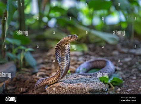 Cobra naja naja Stock Photo - Alamy