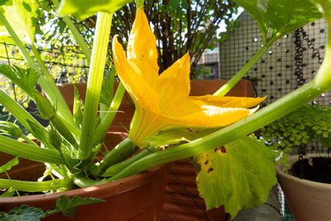 How To Grow Calla Lilies In Containers Gardeners Path