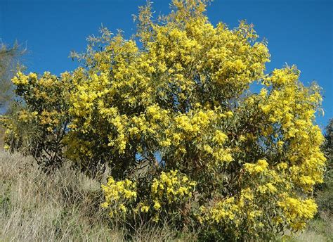 50 GOLDEN WATTLE acacia Pycnantha Seeds Native Seeds | Etsy