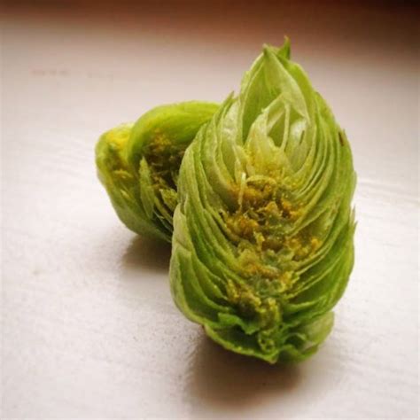 The Anatomy Of A Hop Cone Wine Making And Beer Brewing Blog