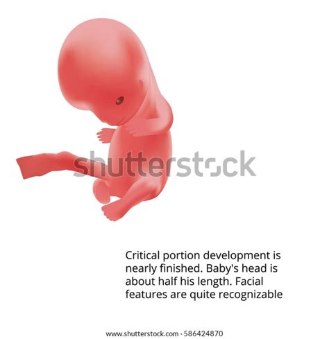 10 Weeks Pregnant Human Fetus Inside The Womb Fetus Stages Realistic Vector Fetal Growth