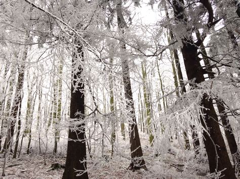 Free Images Tree Nature Branch Snow Black And White Sunlight