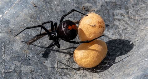 redback spider, Australian black widow highly venomous spider, redback spider with eggs Stock ...