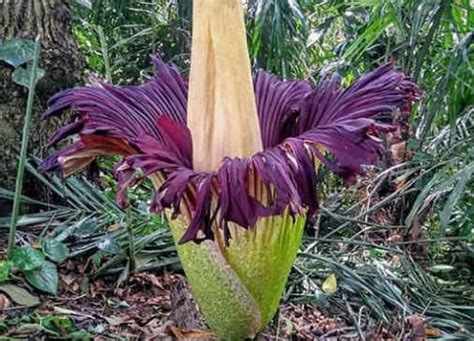 Bunga Bangkai Jenis Amorphophallus Titanum Ditemukan Di Kabupaten Agam