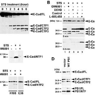 A Ps Mediated G Secretase Activity Controls E Cadherin Processing