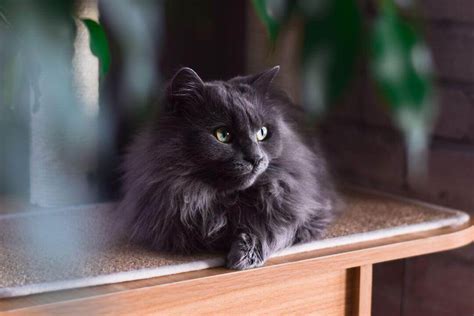 Gatos Calicó Descubre la Elegancia y Encanto de este Felino