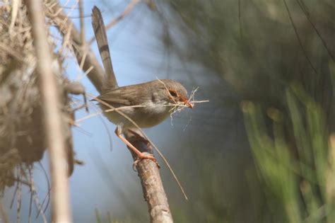 Some nesting pics from the weekend | BIRDS in BACKYARDS