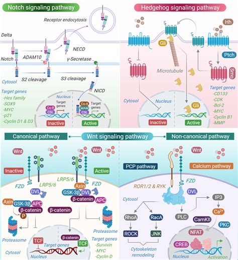 Developmental Signalling Pathways And Associated Activation Process