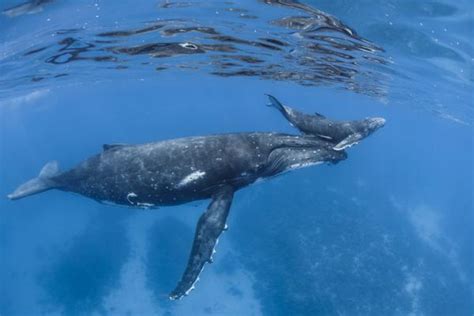 Cómo NACEN las BALLENAS Con VÍDEO