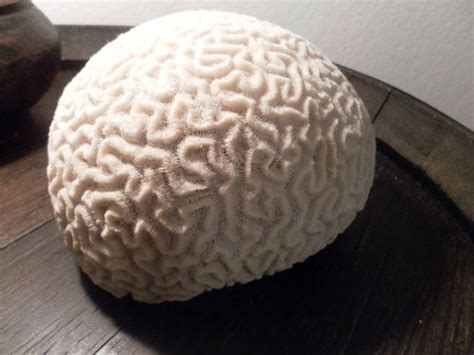 Natural Brain Coral Grooved Seashells Sea Beach Sale Etsy Brain