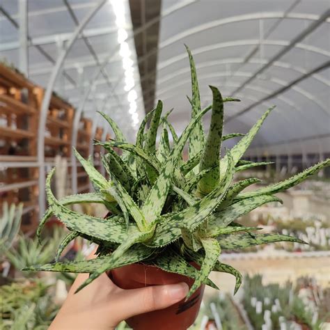 Aloe Jurassic Spider Giromagi Cactus And Succulents