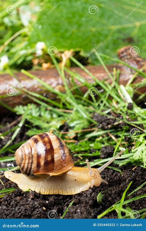 The Beautiful Garden Snail Helix Pomatia Crawls On The Ground In The