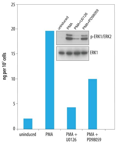 Human Mouse Rat Phospho ERK1 T202 Y204 DuoSet IC ELISA DYC1825 2