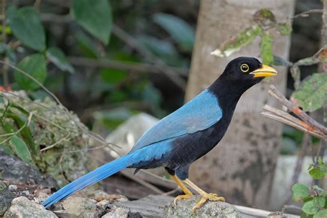 Юкатанская сойка Cyanocorax yucatanicus yucatanicus Yuca Flickr