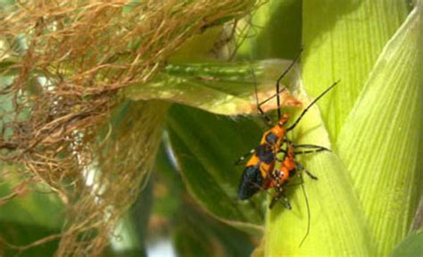 Milkweed Assassin Bug Zelus Longipes Linnaeus