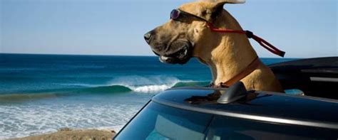 Marmaduke Movie Review & Film Summary (2010) | Roger Ebert