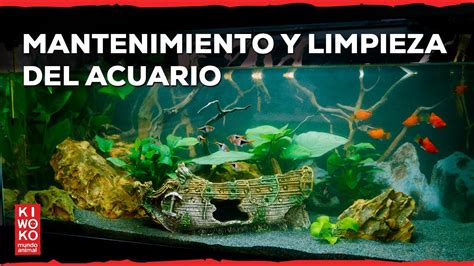 MANTENIMIENTO y LIMPIEZA de acuario de bajo requerimiento Serie 8ª