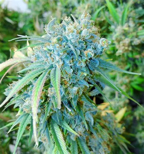 Alaskan Thunder Fuck Feminized Seeds The Seed Fair