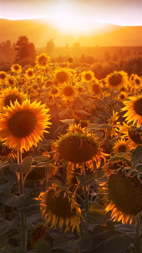 Yellow Sunflowers Sunset Field Flowers Summer Sunrays 4 K Hd Flowers Wallpapers Hd