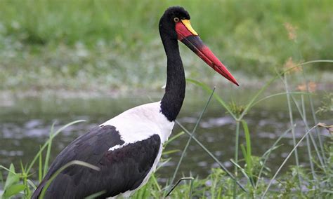 Days Uganda Birding Safari Gorilla Tour Rwanda