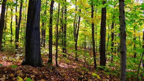 Encourager la diversité en forêt c est encourager sa résilience