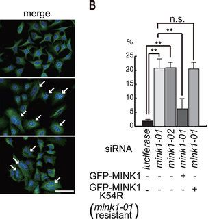 The Depletion Of Mink Induces Multinucleated Cells A Hela Cells Were