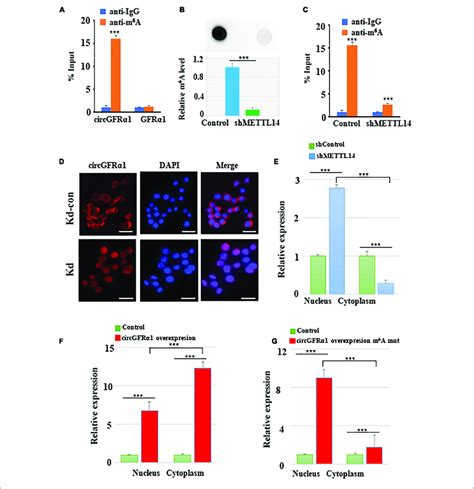 METTL14 promotes cytoplasmic export of m 6 A methylated circGFRα1