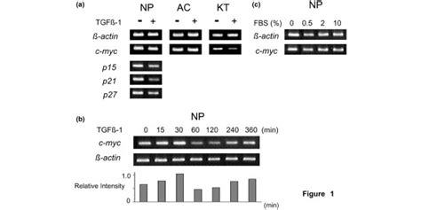 Effect Of Transforming Growth Factor Tgf Treatment On Mrna