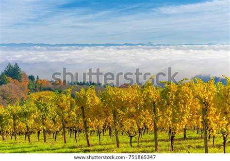 24 Jefferson Vineyards Images, Stock Photos & Vectors | Shutterstock