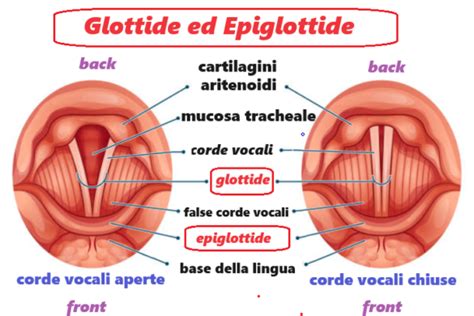 Muscoli Elevatori Dellano Fertilitycenter