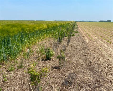 Je participe à un chantier Planteurs Volontaires